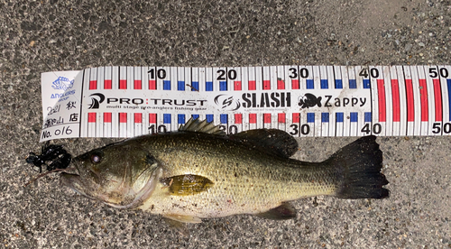 ブラックバスの釣果