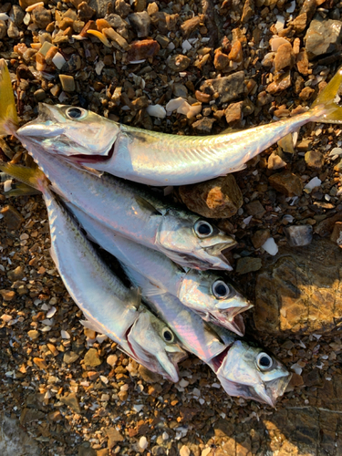 サバの釣果