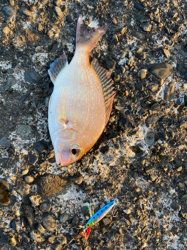 コダイの釣果