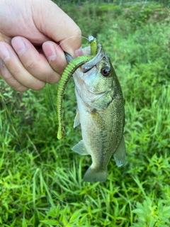 ブラックバスの釣果