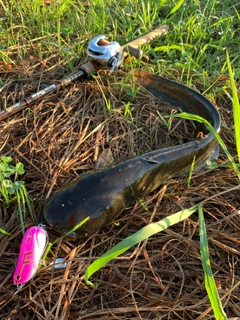 ナマズの釣果