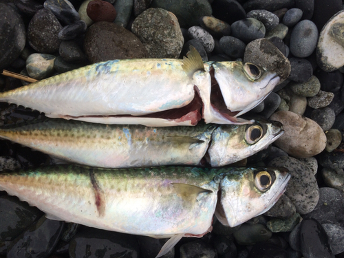 サバの釣果