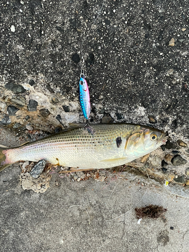 コノシロの釣果