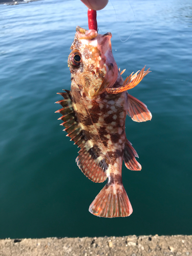 カサゴの釣果