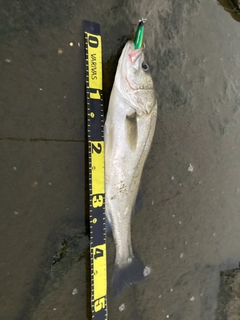 フッコ（マルスズキ）の釣果