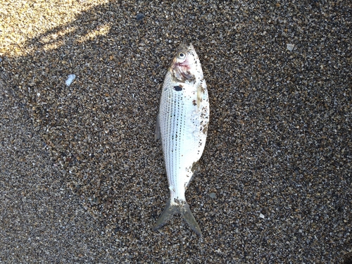 コノシロの釣果