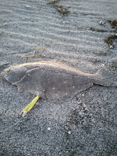 ソゲの釣果