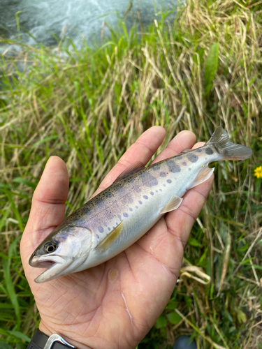 ヤマメの釣果