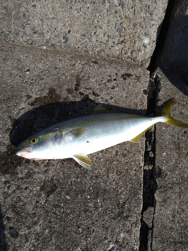 ツバスの釣果