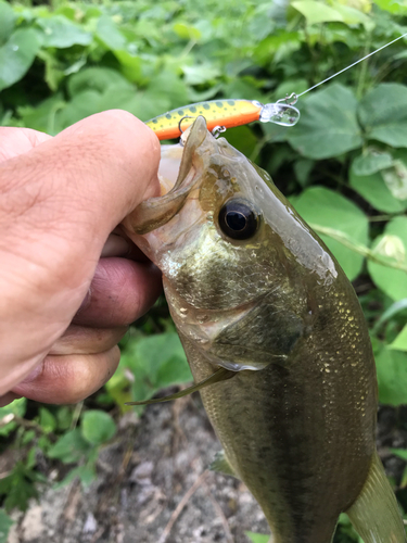 ブラックバスの釣果