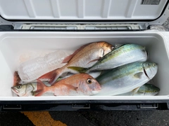 ハマチの釣果