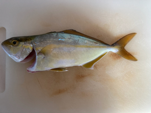 ショゴの釣果