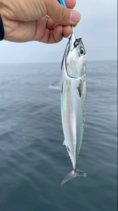 マルソウダの釣果