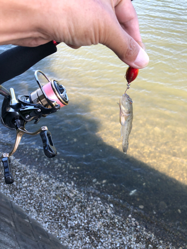 マハゼの釣果