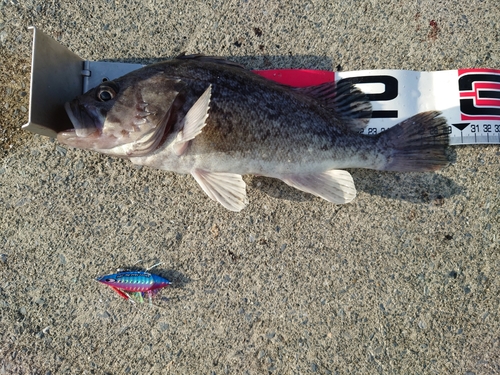 クロソイの釣果