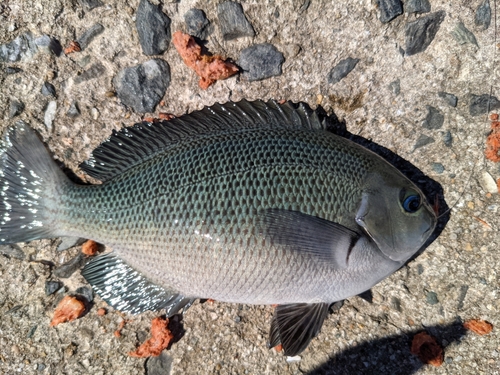 クチブトグレの釣果