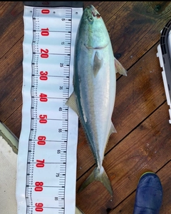 ブリの釣果