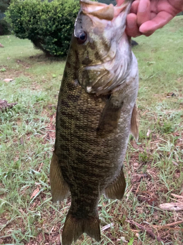 スモールマウスバスの釣果