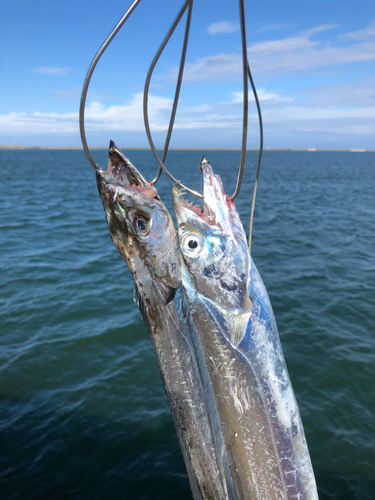 タチウオの釣果