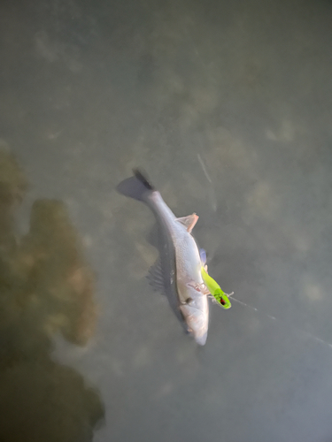 セイゴ（タイリクスズキ）の釣果