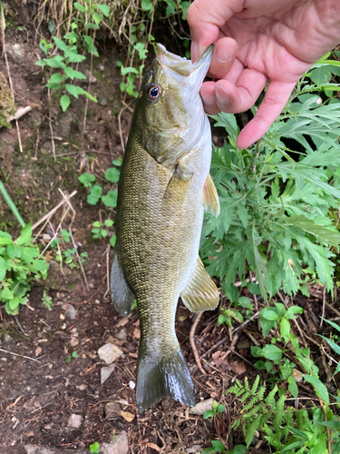 スモールマウスバスの釣果