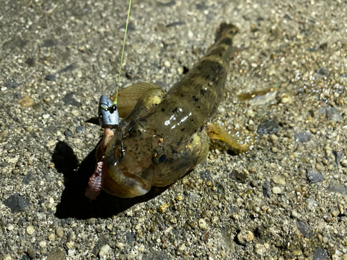 アカハゼの釣果