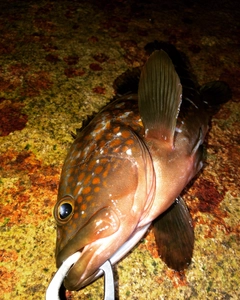 アコウの釣果