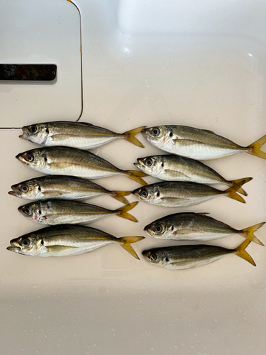 アジの釣果