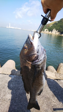 チヌの釣果