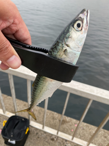 サバの釣果