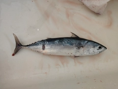 ヒラソウダの釣果