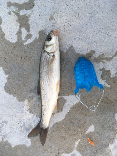 ウグイの釣果