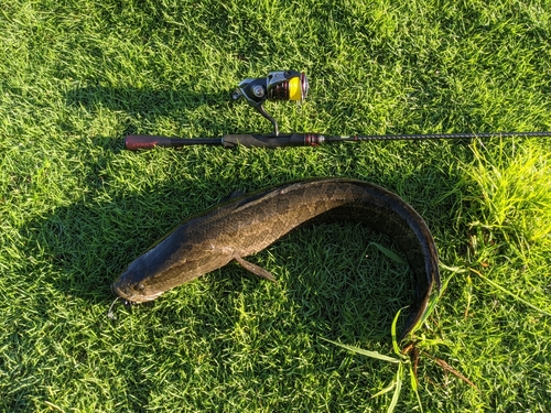 ライギョの釣果