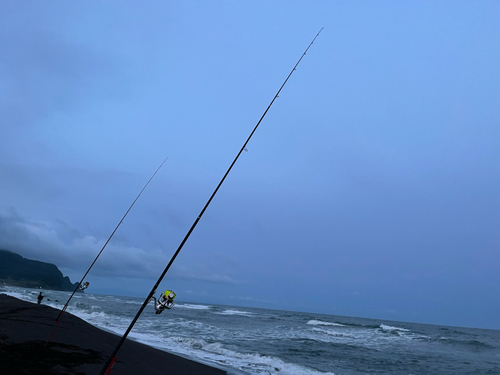 シャコの釣果