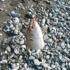 コノシロの釣果