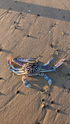 タイワンガザミの釣果