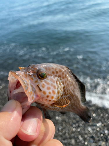 オオモンハタの釣果