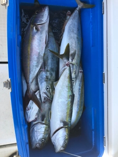 ヒラマサの釣果