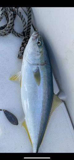 ハマチの釣果