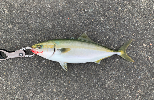 イナダの釣果