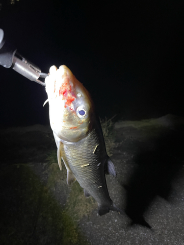 ニゴイの釣果