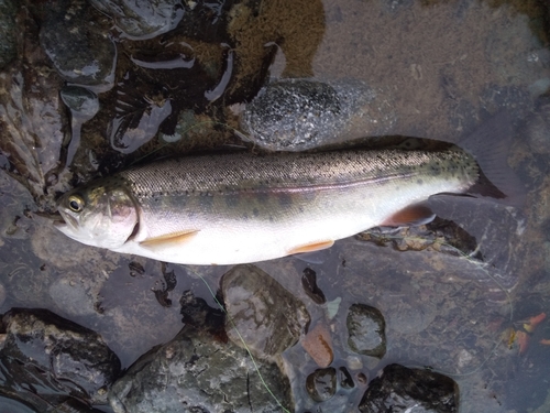 ニジマスの釣果