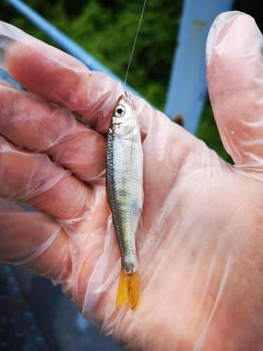 オイカワの釣果