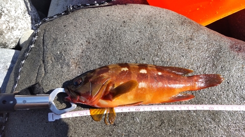 マハタの釣果