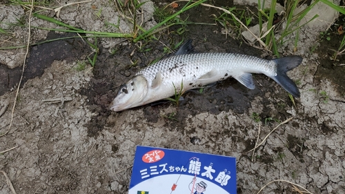 ニゴイの釣果