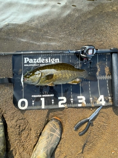 スモールマウスバスの釣果