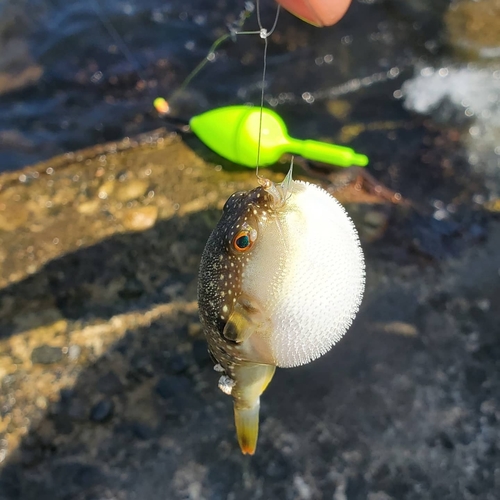 クサフグの釣果