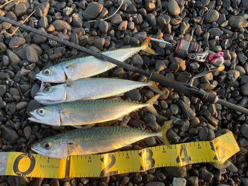 サバの釣果