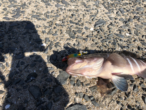 マハタの釣果