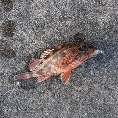 アラカブの釣果